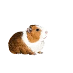 guinea_pig-tan.png guinea_pig-tan.png