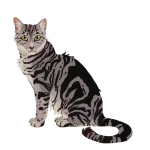 cat-tabby-gray.webp