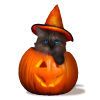 pumpkittnragdoll.png