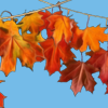 autumnmaplegarland.png