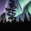 brilliantaurorasbackdrop.png